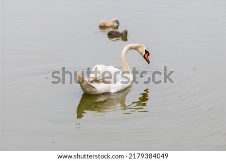 Mute swan, Cygnus olor, swimming with her chicks in the sea lagoon.
