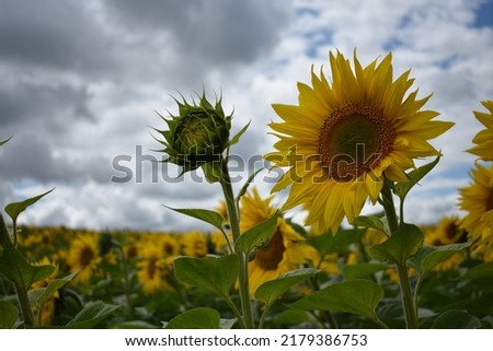 wonderful sun flowers, summer rural field of yellow sunflowers Royalty-Free Stock Photo #2179386753