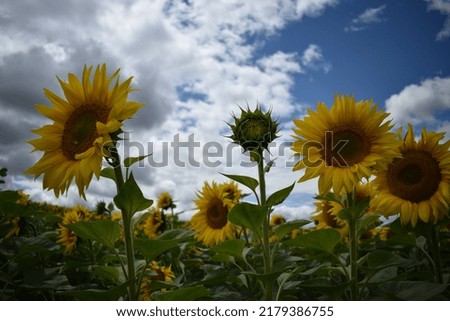  wonderful sun flowers, summer rural field of yellow sunflowers Royalty-Free Stock Photo #2179386755