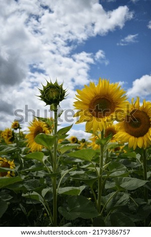  wonderful sun flowers, summer rural field of yellow sunflowers Royalty-Free Stock Photo #2179386757