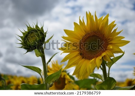  wonderful sun flowers, summer rural field of yellow sunflowers Royalty-Free Stock Photo #2179386759