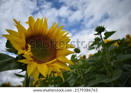  wonderful sun flowers, summer rural field of yellow sunflowers Royalty-Free Stock Photo #2179386763