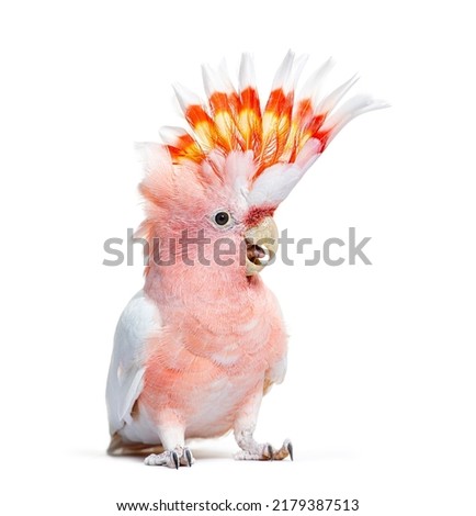 portrait of a crest spread Major Mitchell's cockatoo, Lophochroa leadbeateri, isolated on white Royalty-Free Stock Photo #2179387513