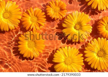 Calendula flowers floaty on orange water surface background. Beautiful SPA or summer concept background. Flat lay. 