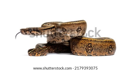 Black stripe boa constrictor sticking the tongue out, isolated on white Royalty-Free Stock Photo #2179393075