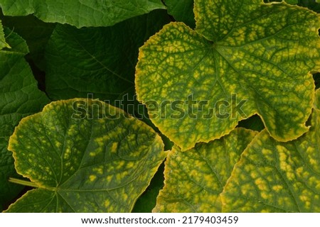 Diseases of cucumbers.Close-up of leaves affected by yellow spots. Royalty-Free Stock Photo #2179403459