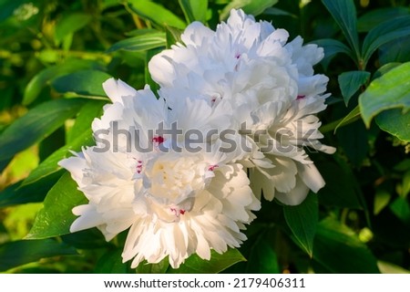 White peony. ´Festiva Maxima´ with white filled rides. The large white filler flower has a purple contrast at the edges and center of the petal. Mild smell. An old variety from 1851.