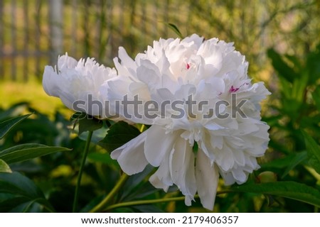 White peony. ´Festiva Maxima´ with white filled rides. The large white filler flower has a purple contrast at the edges and center of the petal. Mild smell. An old variety from 1851.