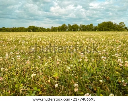 Perfect summer scene with a vivid green pasture field meeting green leafy trees at the horizon. Beautiful blue cloudy sky looms overhead. Royalty-Free Stock Photo #2179406595