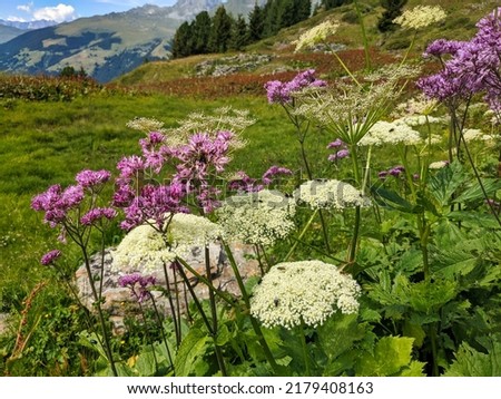 beautiful flowers in the mountains in Valais. near Verbier. Colored flowers on the alp field. High quality photo Royalty-Free Stock Photo #2179408163