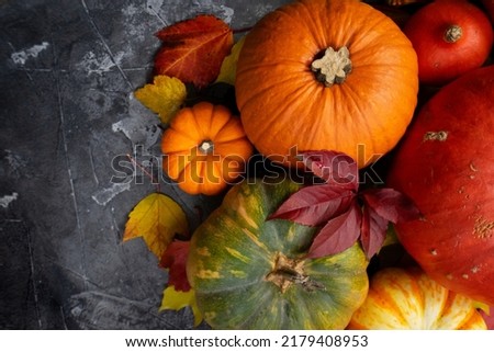 thnksfiving day harvest of pumkins, top view