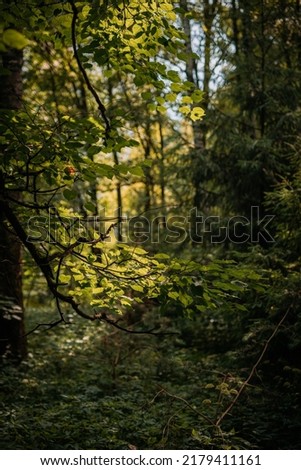 Sunny day in summer forest