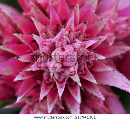 close up of Pineapple flowers 