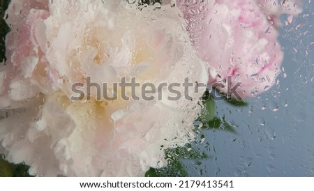 Water rain drops on wet window glass, peony flowers spring bloom, floral blossom of paeony. Springtime botanical flora. Pastel color spring paeonia inflorescence. Bouquet. Dew, droplets or raindrops. Royalty-Free Stock Photo #2179413541