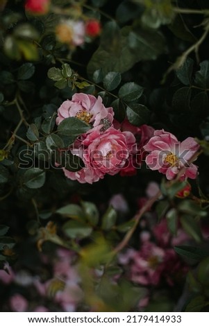 Beautiful blooming rose bush on dark background. Close up
