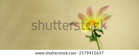 
Banner, yellow flowers, macro photo, flower on a yellow homogeneous background