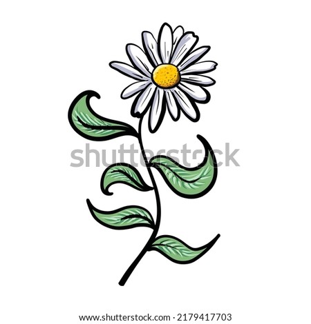 Hand Drawn Vintage Style White Daisy Flower with Green Leaves Hand drawn flat vector illustration for your design Decorative vintage retro natural daisy flower for spring season or herbal concept