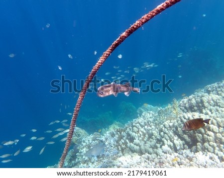 Porcupinefish - Red Sea - Egypt