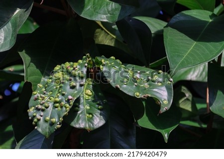 A 40-year-old Jambu tree has LEAF GALLS which are little bumps on leaves resembling pimples. They may be caused by pests, bacterial, or fungal organisms. Their colour may be green, bright pink or red. Royalty-Free Stock Photo #2179420479