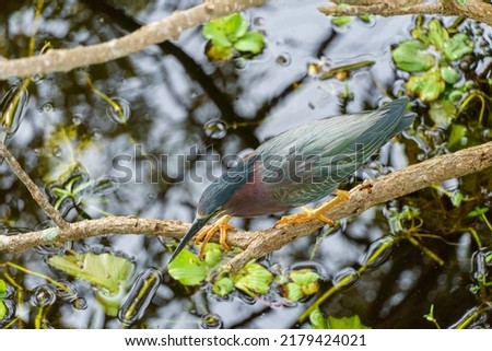 Green Heron hunting at Sawgrass Park in St. Petersburg,Florida. 