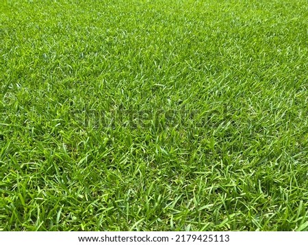 Centipede warm season grass blades Royalty-Free Stock Photo #2179425113