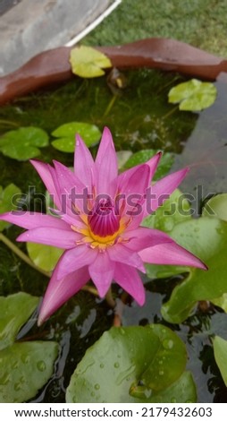 Lotus flower blooming in a water-filled pot