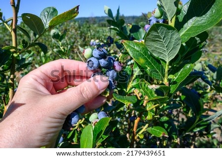 Woman’s hand picking organic blueberries on a farm on a sunny day

