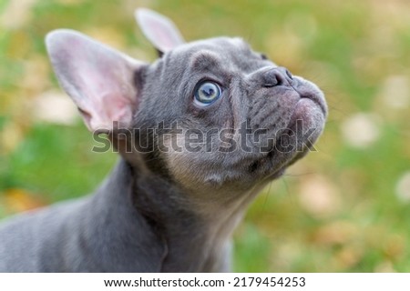 Blue Fawn French Bulldog Puppy Royalty-Free Stock Photo #2179454253
