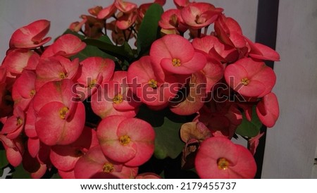 Euporbhia flowers are a type of homi-bearing flowers that can be used as wall decorations or backgrounds