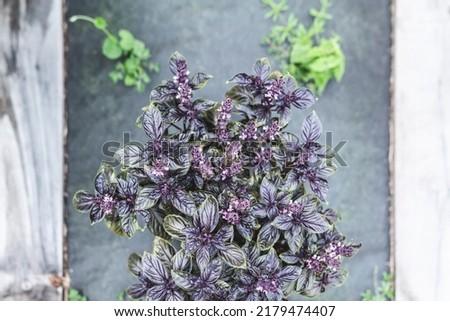 Selective focus. Purple Dark Opal Basil plant blooming in the garden bed, purple basil flowers. Seasoning of basil growing in the garden. Healthy herb used in salads.