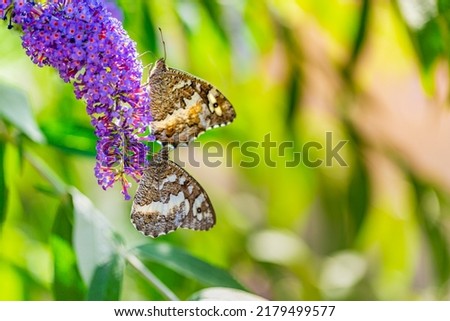 Beautiful nature close-up, summer flowers and butterfly under sunlight. Bright blur nature sunset nature meadow field with butterfly as spring summer concept. Wonderful summer meadow inspire nature
