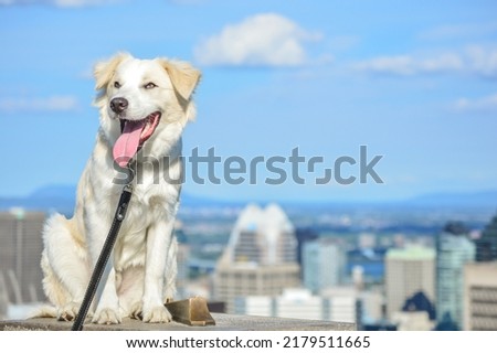 Happy white dog with tongue out in front of Montreal skyline Canada