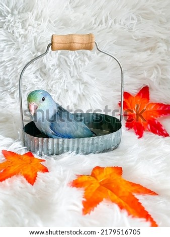 Forpus blue and white color parrot bird in the basket