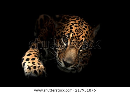 jaguar ( Panthera onca ) in the dark night