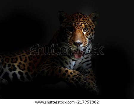 leopard in the dark night