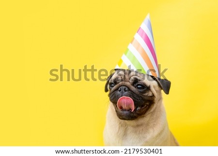 portrait Funny pug dog on a yellow background dressed in a party hat on a yellow background with copy space. birthday card. dog with tongue hanging out.