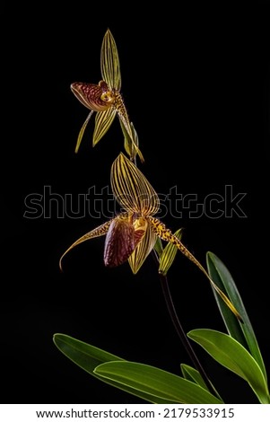 Close-up of Paphiopedilum rothschildianum orchid specie in bloom. Black background. Two flowers. Endangered terrestial and lithophyte orchid, endemic to Kinabalu mountain, Borneo island, Indonesia.