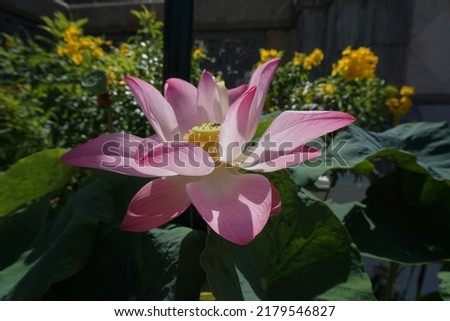    The atmosphere in the park has lotus flowers , waterlily                            