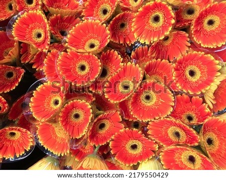 Many orange beautiful gerbera flowers as background

