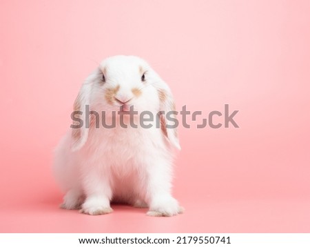 Baby white holland lop rabbit sitting on pink background. Lovely action of young rabbit. Royalty-Free Stock Photo #2179550741