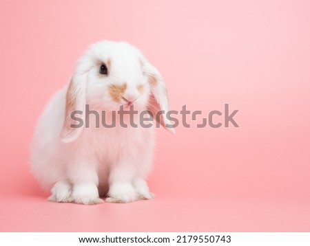 Baby white holland lop rabbit sitting on pink background. Lovely action of young rabbit.