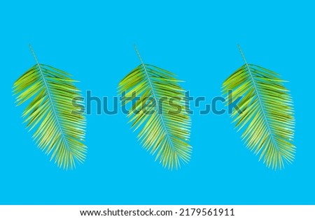 Top view, Tropical three palm green leaf isolated on cyan background for design or stock photos, summer plant, flora pattern set