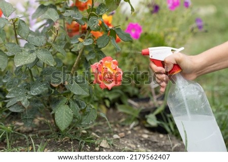 Hand squirting a solution of rose aphid in garden