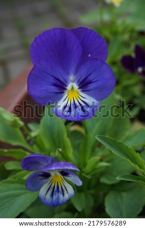    blue pansy close up in the garden                             