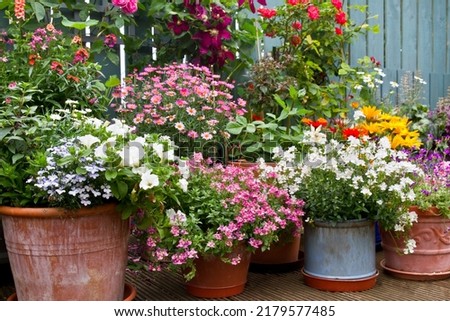 Patio area surrounded by various colourful potted plants. Container gardening ides.