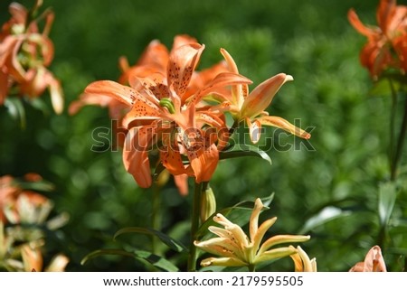 Lilium asiatic double Must See: lily grows and blooms in the garden in summer Royalty-Free Stock Photo #2179595505
