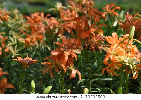 Lilium asiatic double Must See: lily grows and blooms in the garden in summer Royalty-Free Stock Photo #2179595509