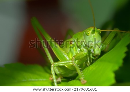 Head of  the great green bush-cricket (Tettigonia viridissima)