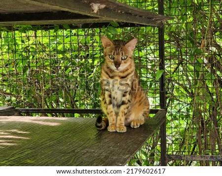 bengal cat in cage.A purebred Bengeal cat in an outdoor cat cage. The cat is surrounded by plants and he is looking displeased.