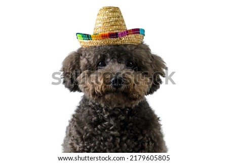 An adorable black Poodle dog wearing hat on white color background for Summer concept.